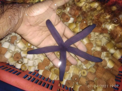 Blue Linckla Star Fish