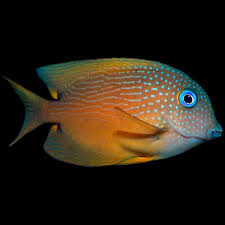 Blue Eye Tang Fish