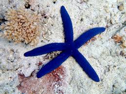 Blue Linckla Star Fish