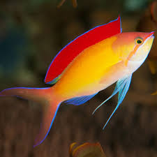 Dispar Anthias