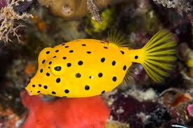 Yellow Box Fish