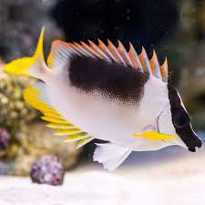 Magnificent Foxface Rabbitfish