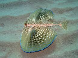 Flying Gurnard Fish