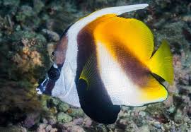 Masked Bannerfish