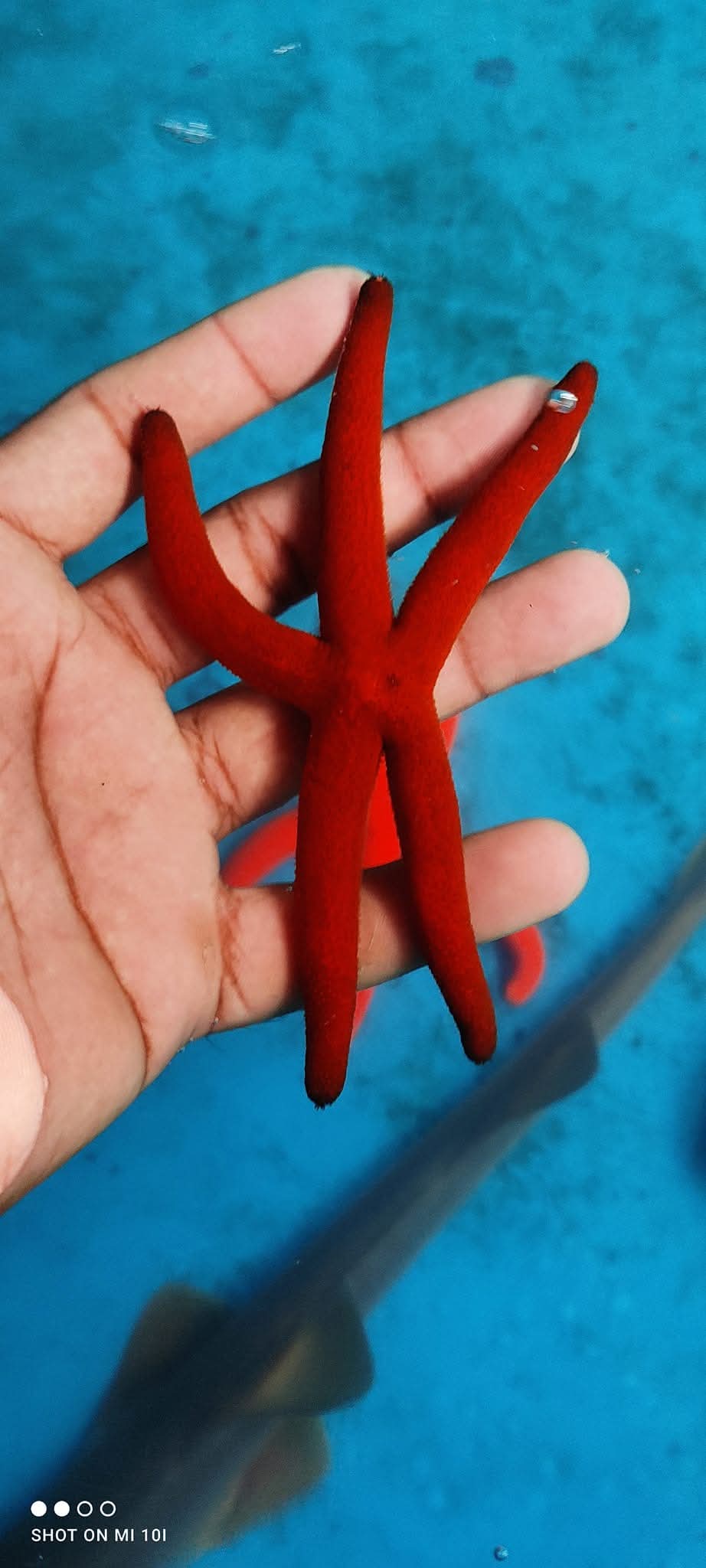 Orange Finger Star