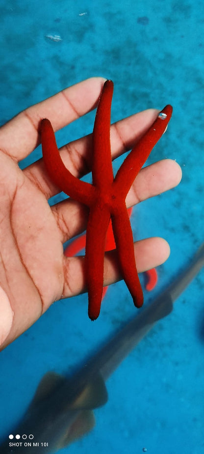 Orange Finger Star