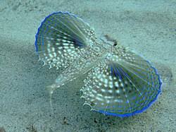 Flying Gurnard Fish