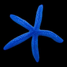 Blue Linckla Star Fish