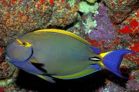 Dussumieri Tang Fish