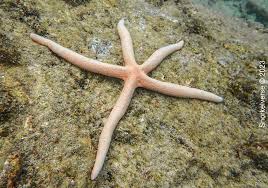 Peach Linckia Star Fish