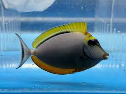 Lipstike Naso Tang
