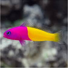 Bicolor Dottyback Fish