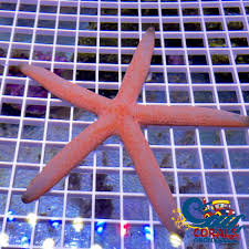 Peach Linckia Star Fish