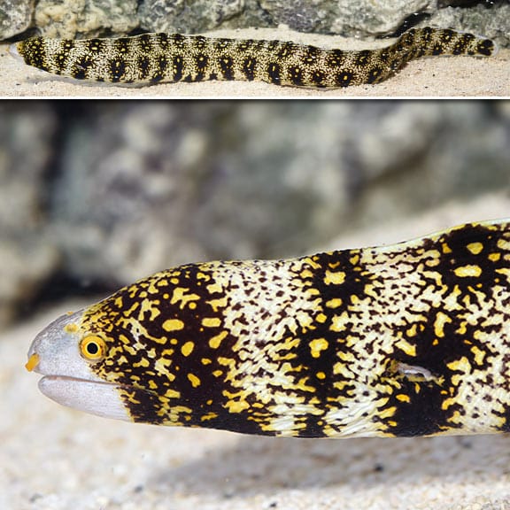 Snowflake Eel Fish