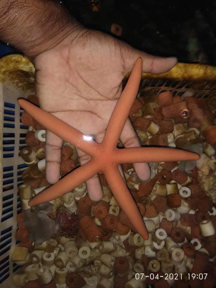 Peach Linckia Star Fish