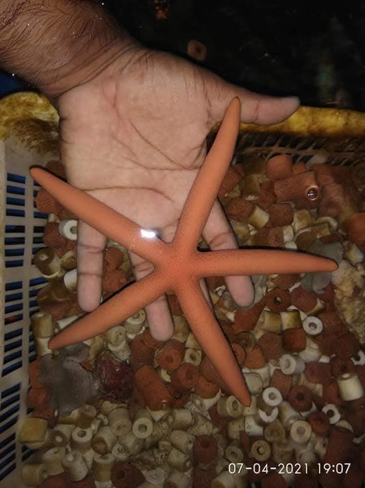 Peach Linckia Star Fish