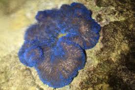 Blue Carpet Anemone