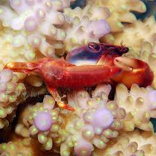 Acro Coral Crab