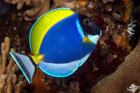 Powder Blue Tang