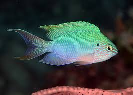 Peacock Damsel Fish