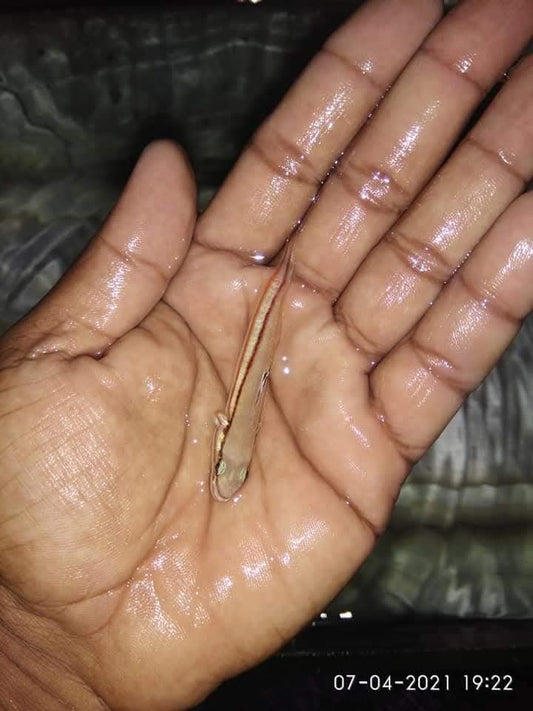 Railway Sleeper Goby