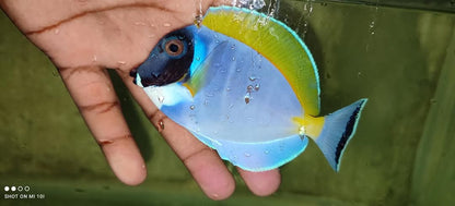 Powder Blue Tang