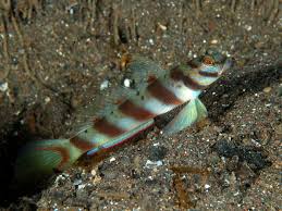 Diagonal Shirmp Goby