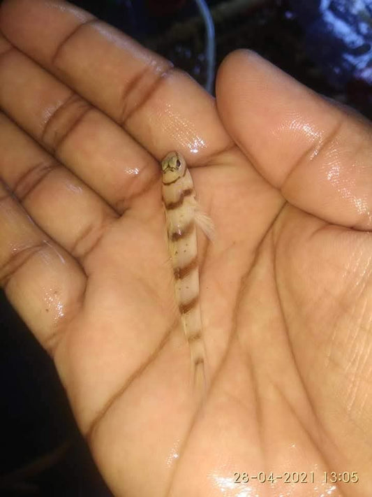 Diagonal Shirmp Goby