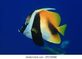 Masked Bannerfish