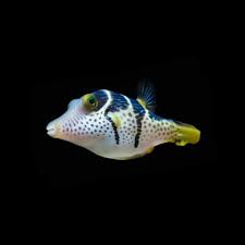 Valentini Pufferfish