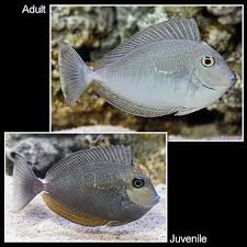 Valmigii Tang Fish
