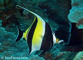 Moorish Idol Fish