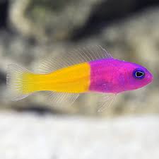 Bicolor Dottyback Fish