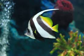Bannerfish