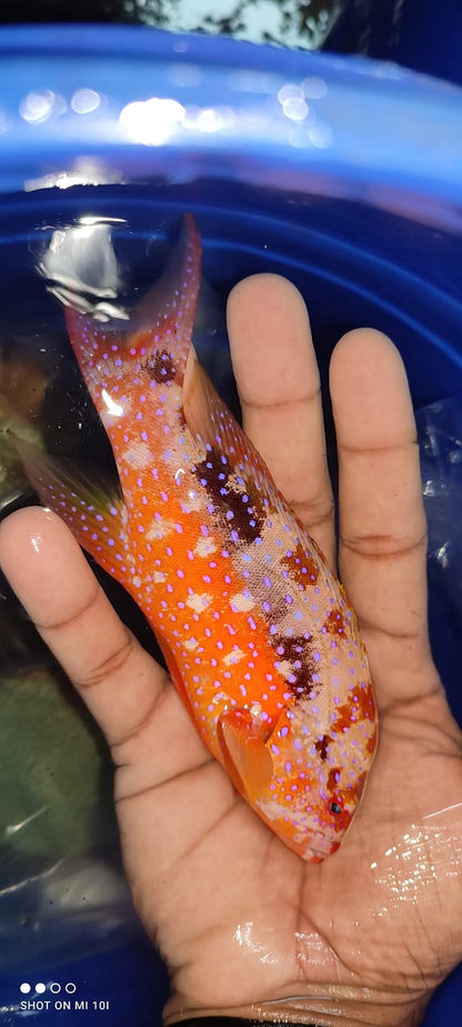 Skunk Guroper Fish