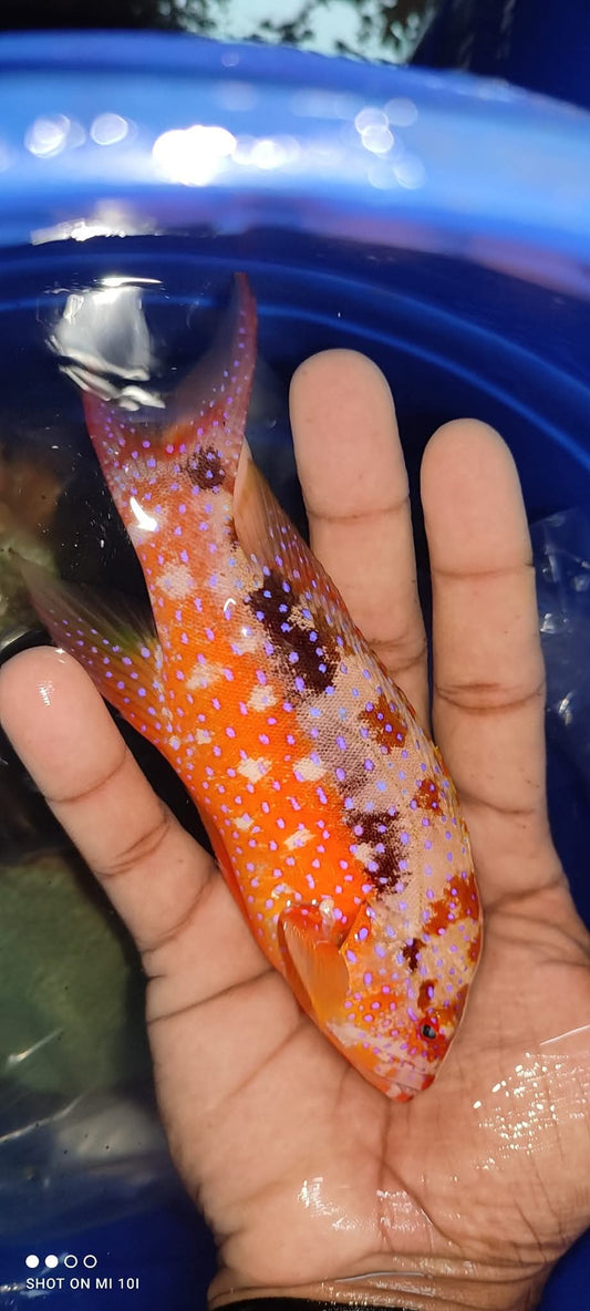 Skunk Guroper Fish