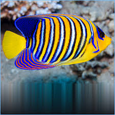 Yellow Belly Regal Angelfish