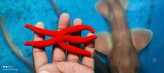 Orange Finger Star
