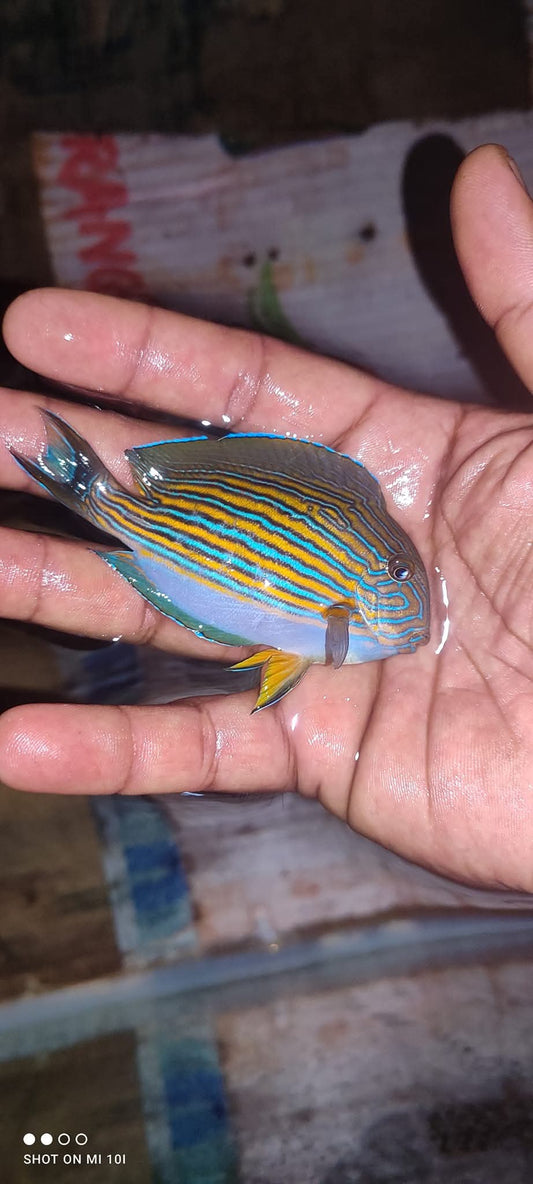 Clown Tang Fish