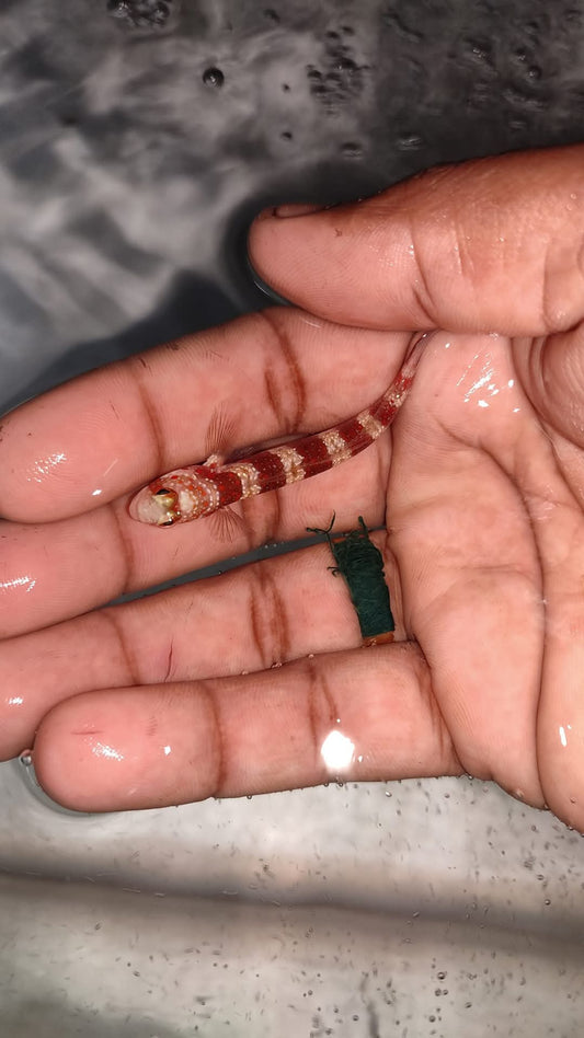 Burgundy Shirmp Goby