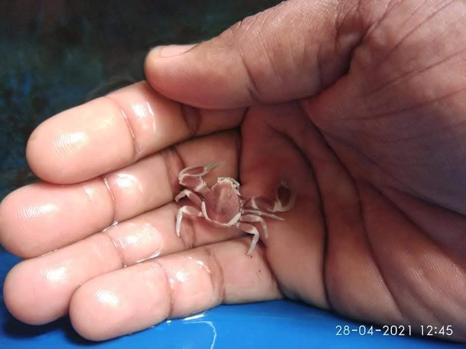 Porcelain Anemeon Crab