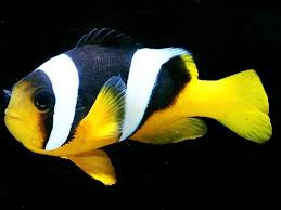 Sebae Clownfish