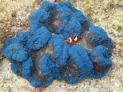 Blue Carpet Anemone