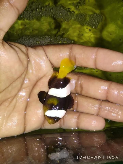 Sebae Clownfish