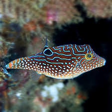 Jewel Toby Pufferfish