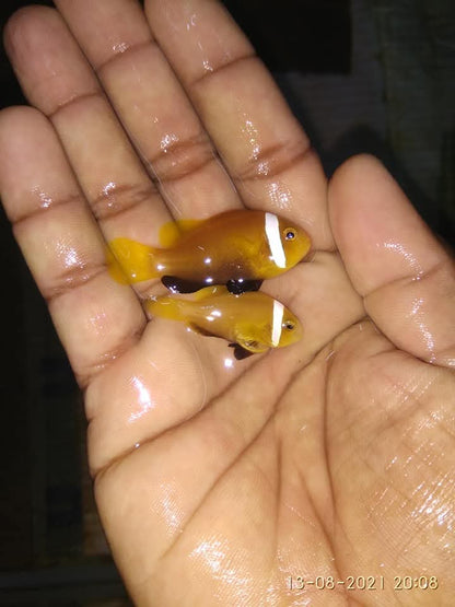 Nigerpas Clownfish