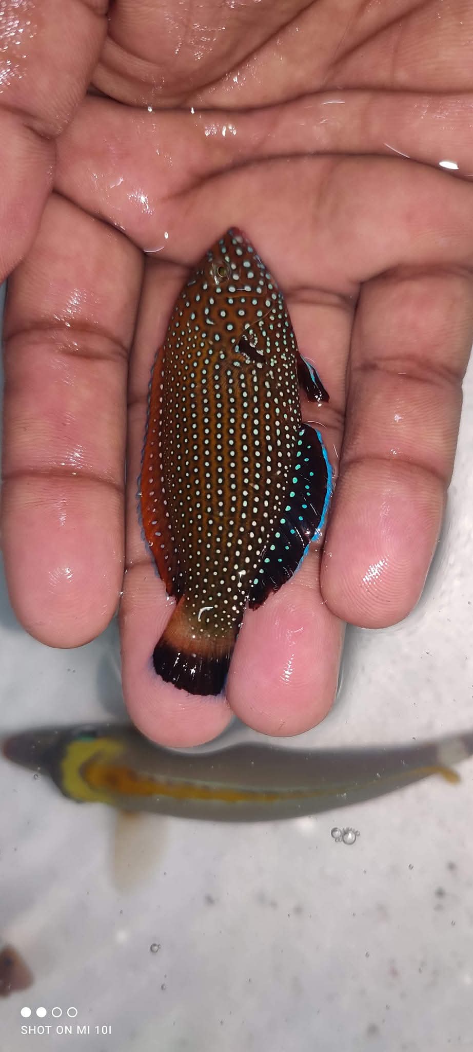 Blue Spotted Wrasse Fish