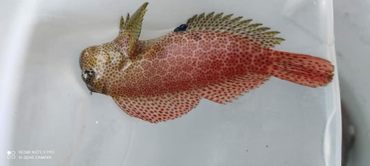 Leopard Blenny