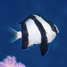 Humpug Damsel