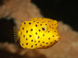 Yellow Box Fish